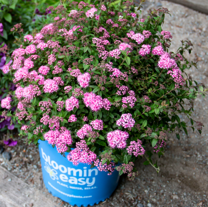 Spirea_poprocks_petite_.png