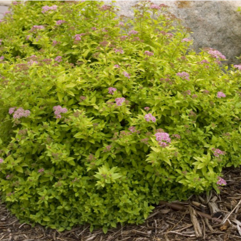 Spirea_sundrop_.png
