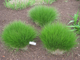 Sporobolus_heterolepis.JPG