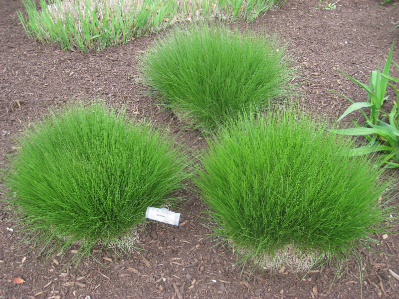 Sporobolus_heterolepis.JPG