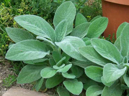 Stachys-Byzantina-Helen-Von-Stein-2-711x533.jpg