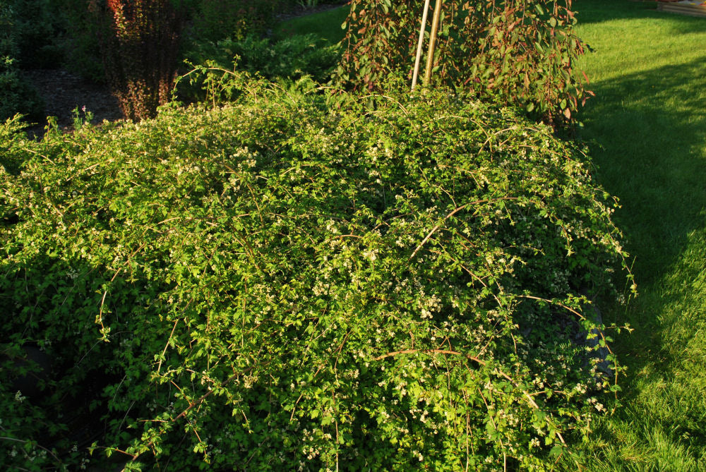 Stephanandra incisa Crispa.JPG
