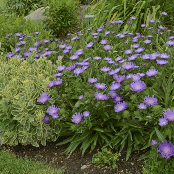 Stokesia laevis 'Honeysong Purple' Walters.jpg