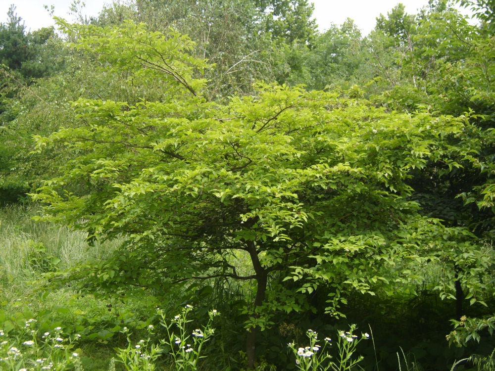 Styrax_japonicus.JPG