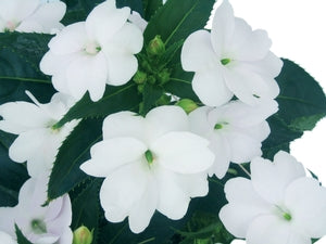 SunPatiens-Compact-white[1].jpg