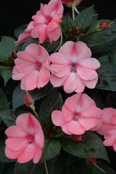 SunPatiens%20Compact%20blush%20pink[1].jpg