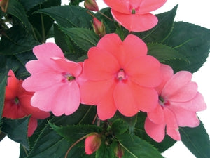 SunPatiens%20Compact%20coral[1].jpg