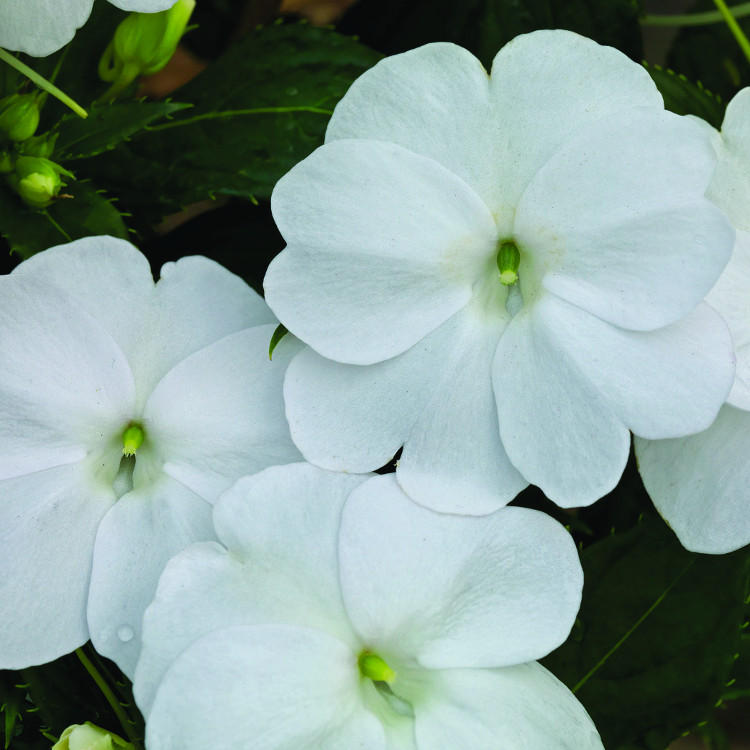 SunPatiens_Spreading_Clear_White[1].jpg