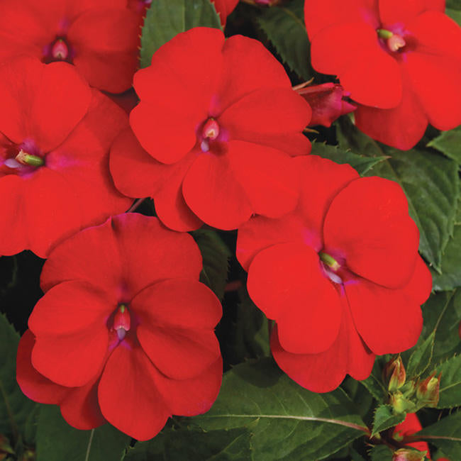 SunPatiens_Spreading_Scarlet_Red[1].jpg