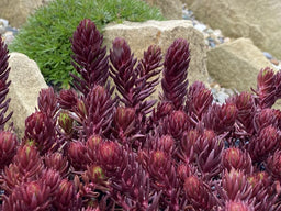 SunSparkler-Sedum-Red-Angelina-GarSol2-ppaf-1.jpg