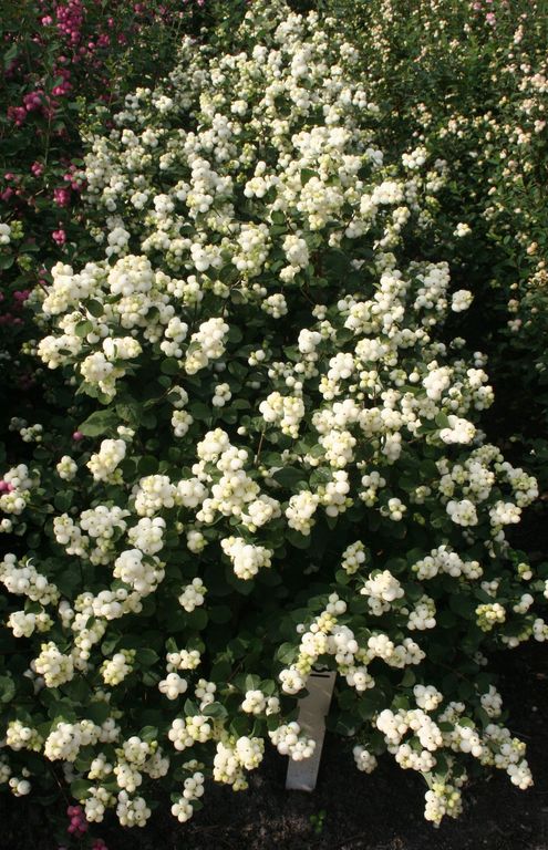 Symphoricarpos_magical_Avalanche[1].jpg