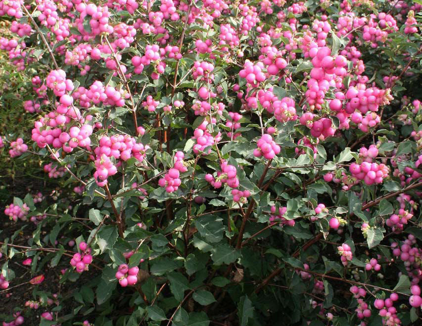 Symphoricarpos sweet sensation.jpg