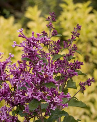 Syringa_Bloomerang[1].jpg