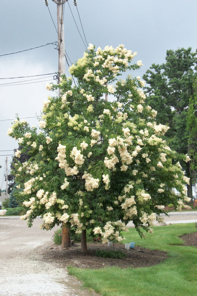 Syringa ret. Ivory Silk.jpg