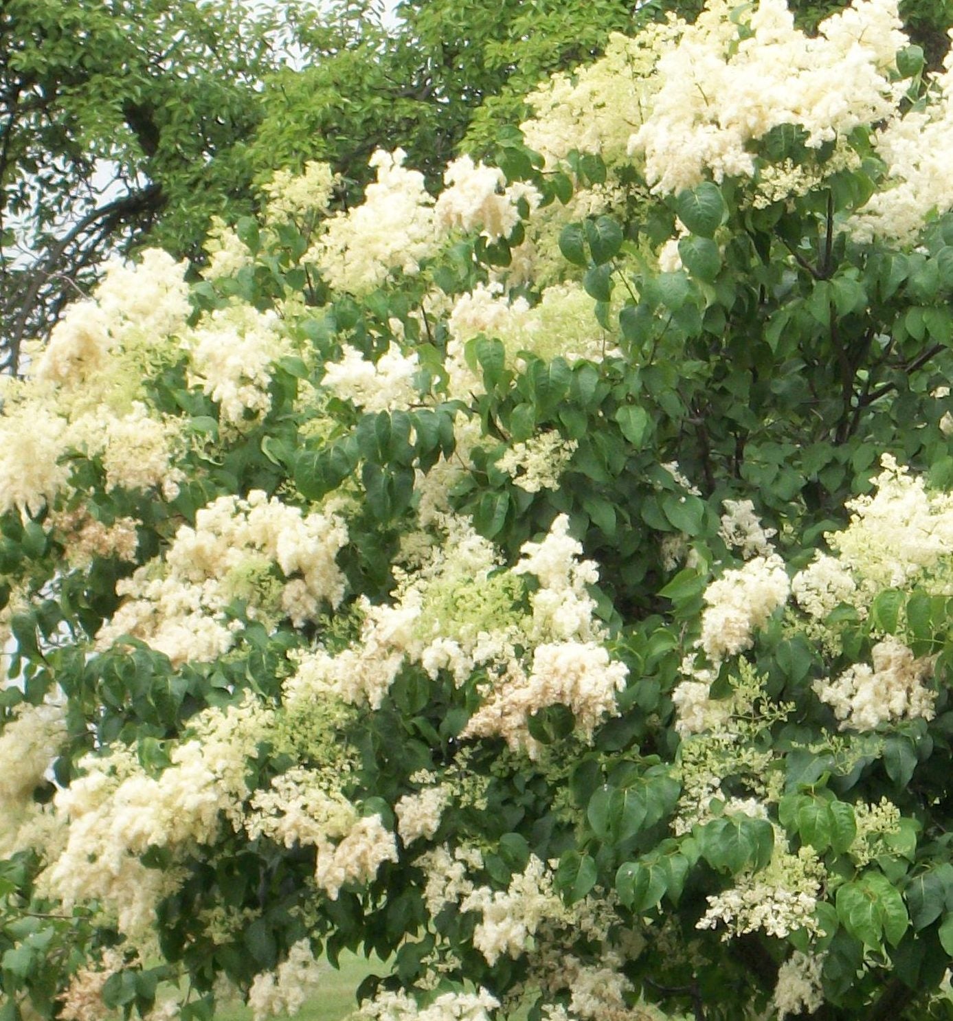 Syringa reticulata signature.jpg