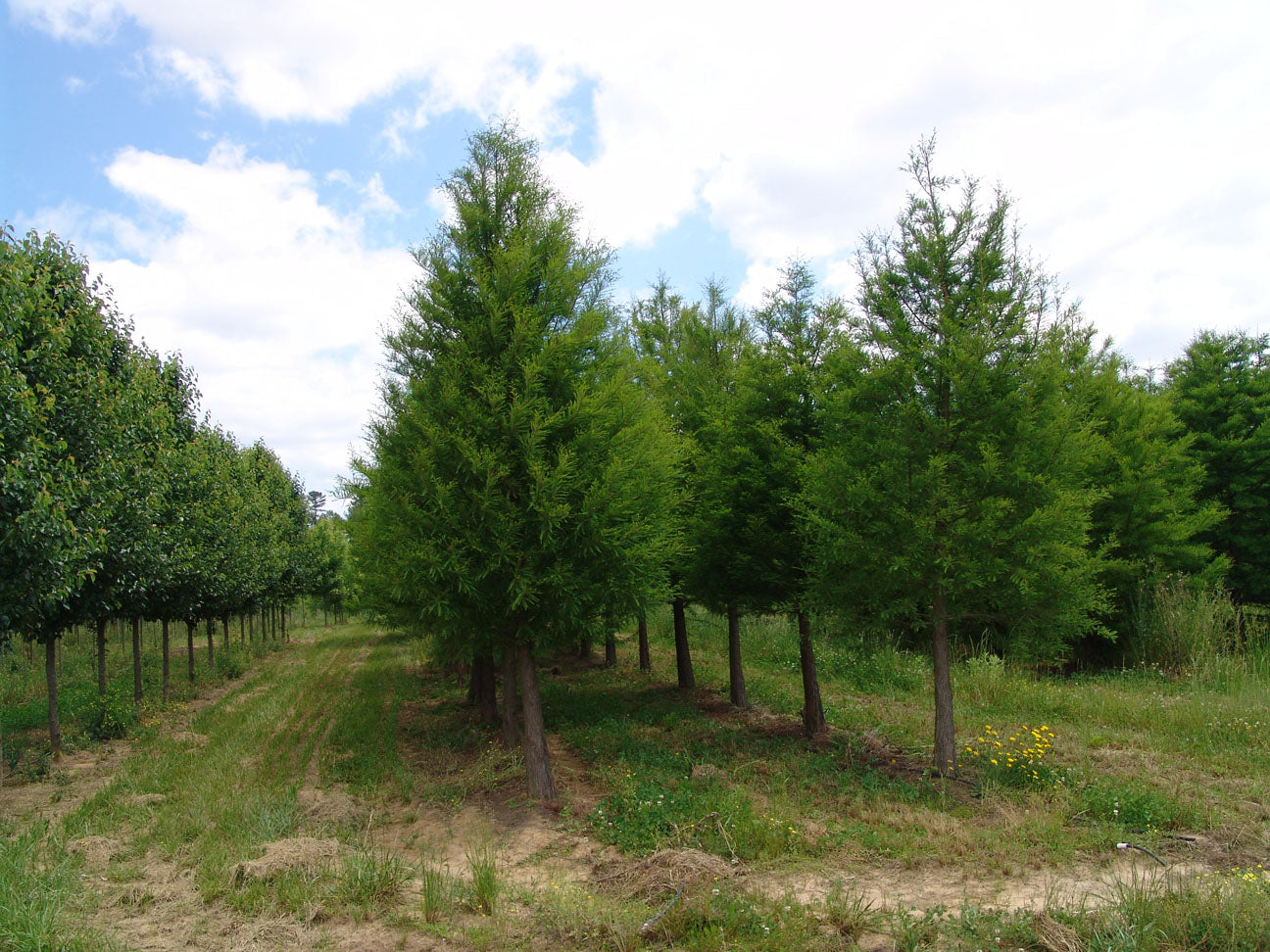 TAXODIUM_SHAWNEE_BRAVE.JPG