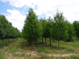 TAXODIUM_SHAWNEE_BRAVE.JPG