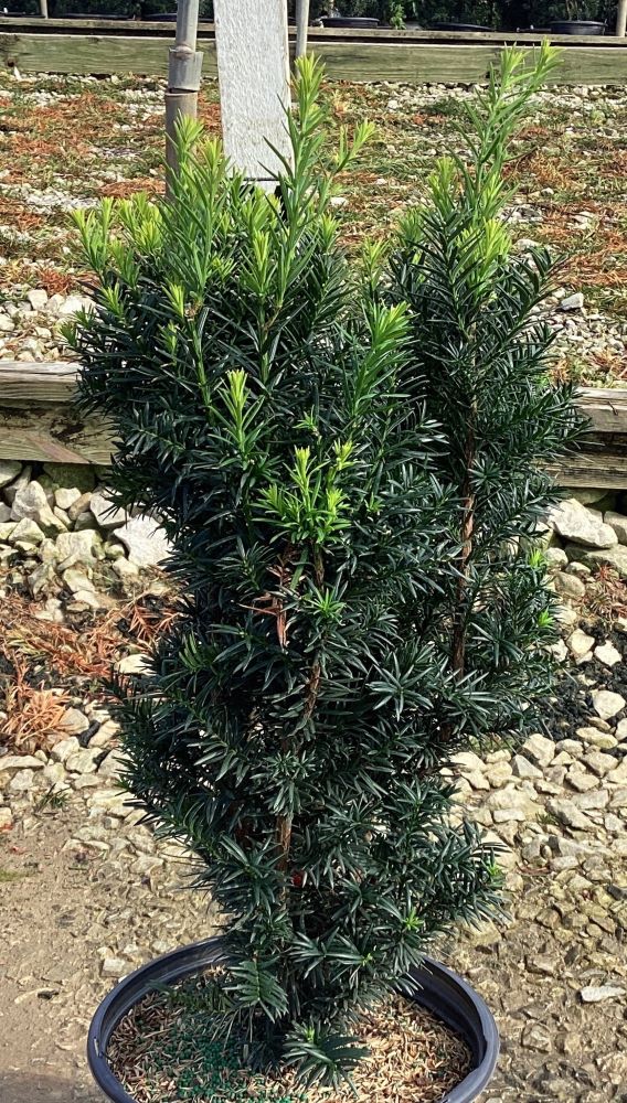 TAXUS_MEDIA_BEANPOLE_G3_15in.jpg