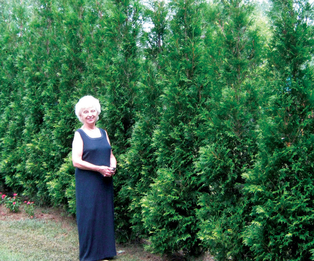 THUJA_AMERICAN_PILLAR.jpg