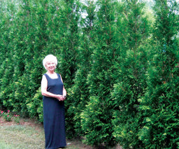 THUJA_AMERICAN_PILLAR.jpg