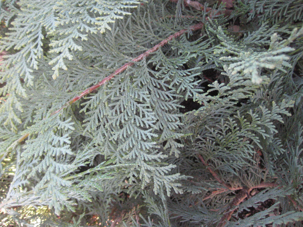THUJA KORAIENSIS11-6-09 172.jpg
