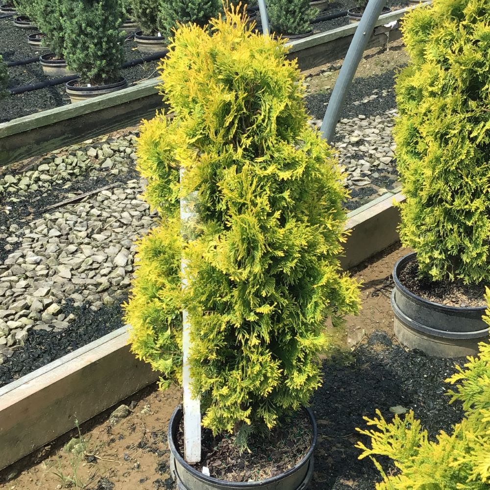 THUJA OCC. JANTAR  G3 24in2.jpg