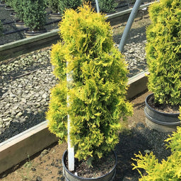 THUJA OCC. JANTAR  G3 24in2.jpg