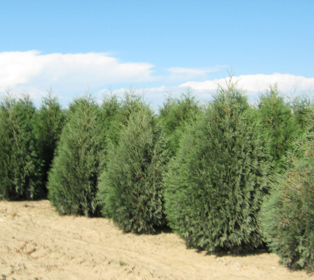 THUJA TECHNY.JPG