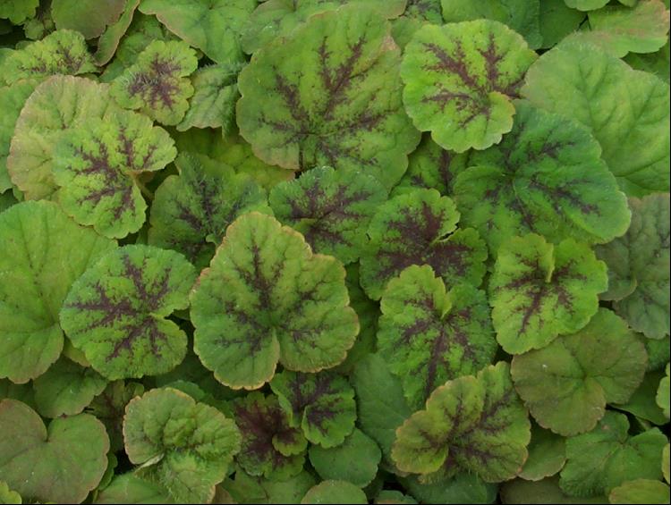 TIARELLA C. RUNNING TAPESTRY.jpg