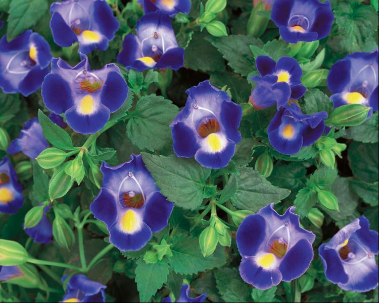 TORENIA MIDNIGHT BLUE.jpg
