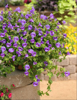 TORENIA SUMMERWAVE LARGE BLUE.jpg