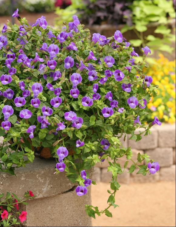 TORENIA SUMMERWAVE LARGE BLUE.jpg