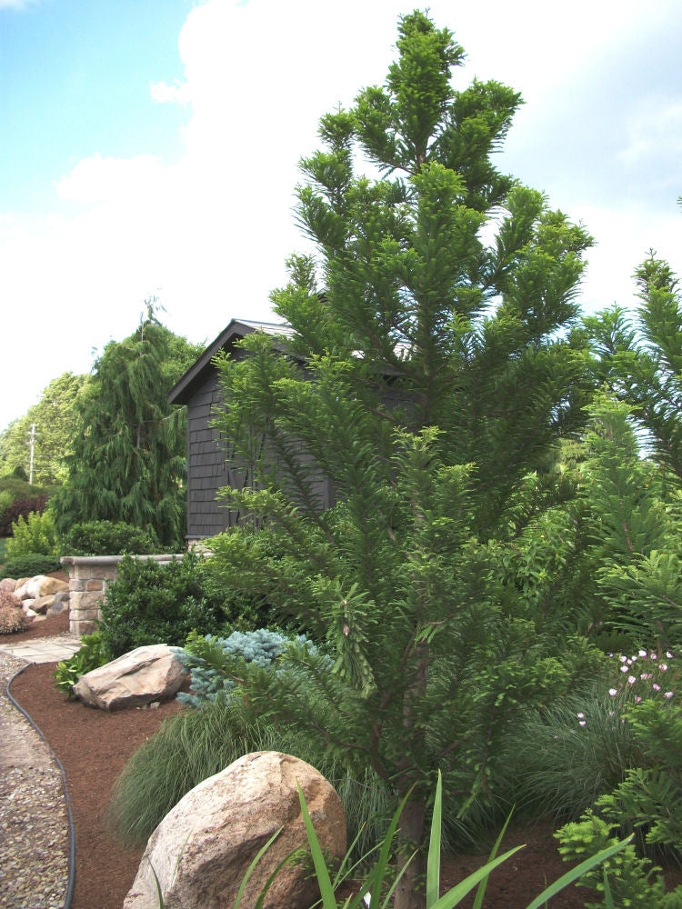 Taxodium Peve Minaret land 1.jpg