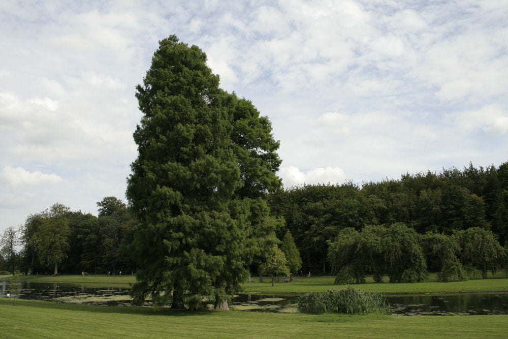 Taxodium_distichum.JPG