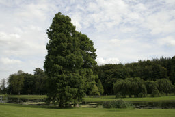 Taxodium_distichum.JPG