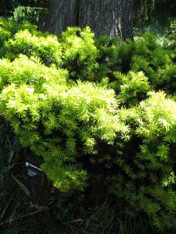 Taxus dwarf bright gold-ccmb.jpg