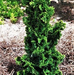 Thuja-occ_Primo.jpg