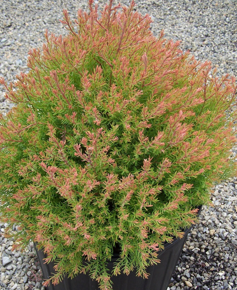 Thuja Fire Chief Congabe.jpg