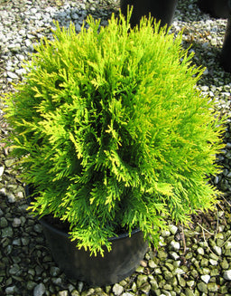 Thuja Globosa Aurea.jpg