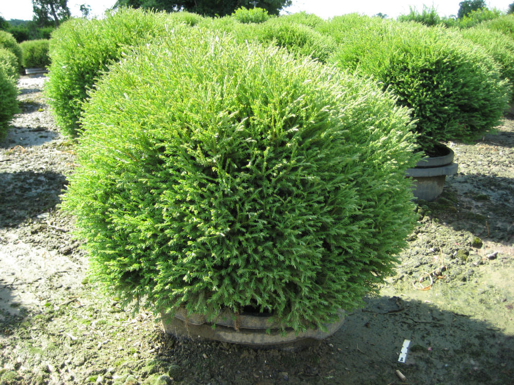 Thuja Mr Bowling Ball.jpg