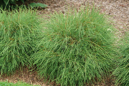 Thuja Whip It Good DSC09245.jpg