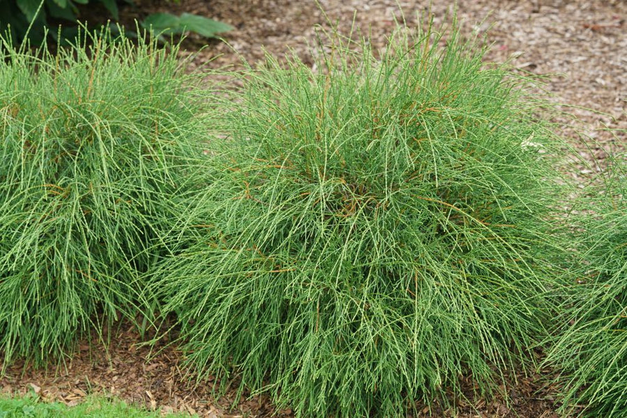 Thuja Whip It Good DSC09245.jpg