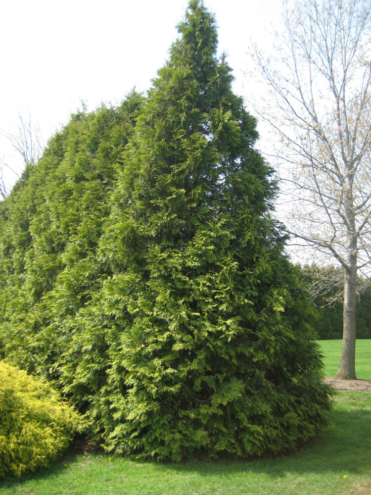 Thuja elegantissima landscape.jpg