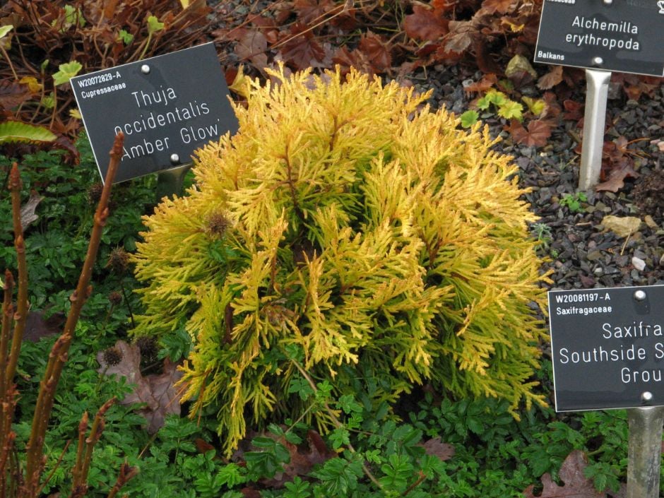 Thuja_occidentalis_Amber_Glow_ccrhs.jpg