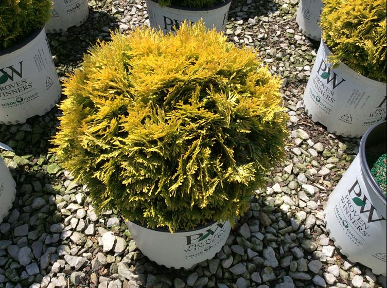 Thuja occidentalis Anna van Vloten.jpg