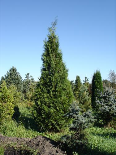 Thuja_occidentalis_Wintergreen.JPG
