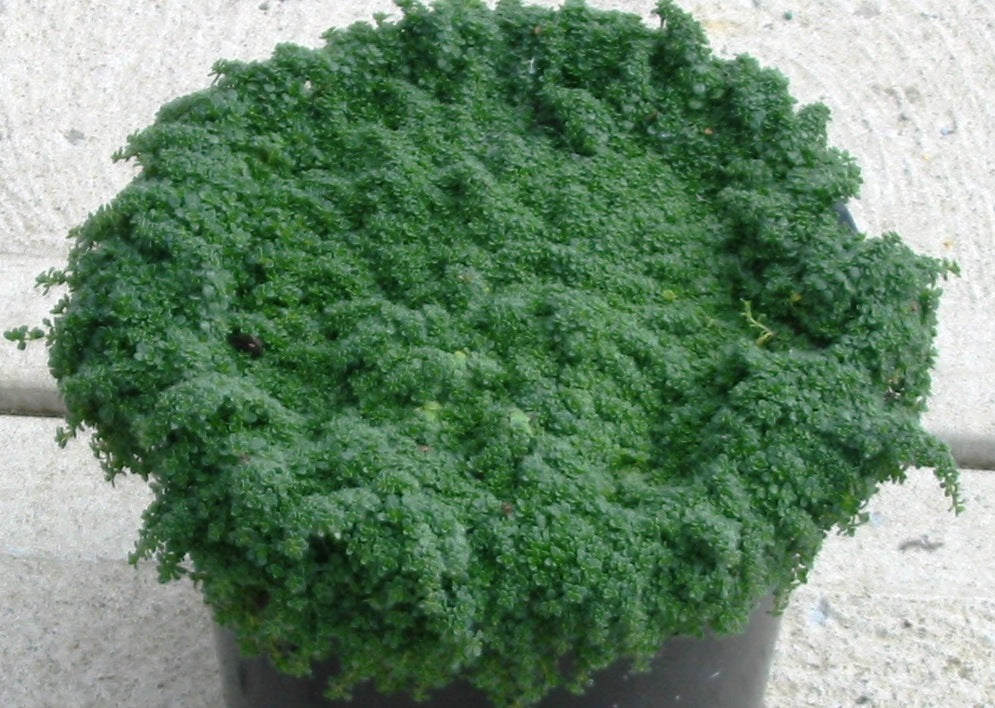 Thymus 'Elfin' 19cm.jpg