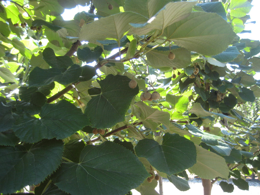Tilia 'Sterling Silver'.jpg