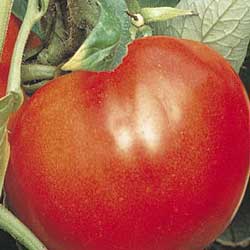 Tomato%20Celebrity[1].jpg