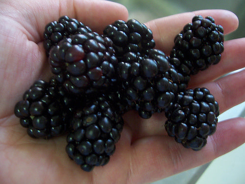 TripleCrownBlackberry.jpg